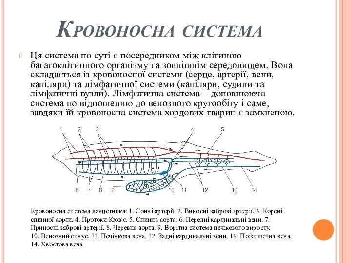 Кровоносна система Ця система по суті є посередником між клітиною багатоклітинного організму та