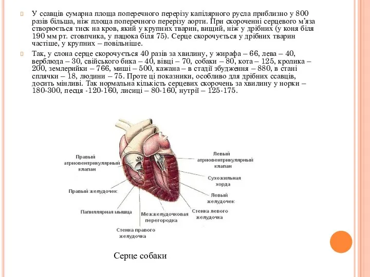 У ссавців сумарна площа поперечного перерізу капілярного русла приблизно у 800 разів більша,