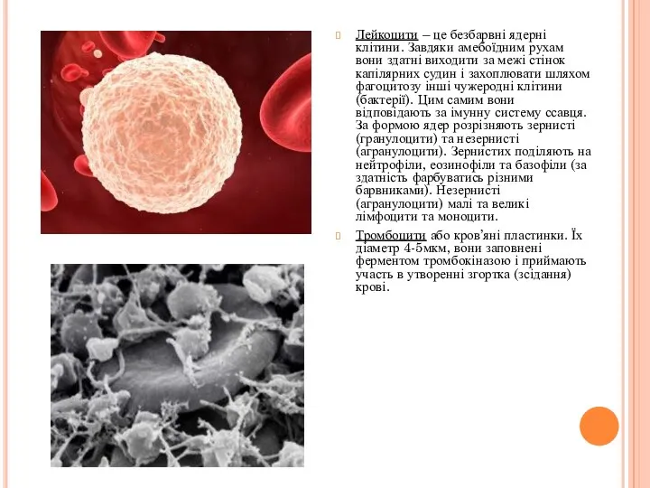 Лейкоцити – це безбарвні ядерні клітини. Завдяки амебоїдним рухам вони