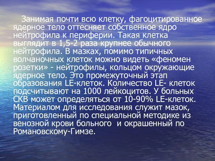 Занимая почти всю клетку, фагоцитированное ядерное тело оттесняет собственное ядро