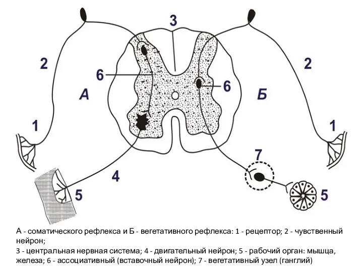 А - соматического рефлекса и Б - вегетативного рефлекса: 1