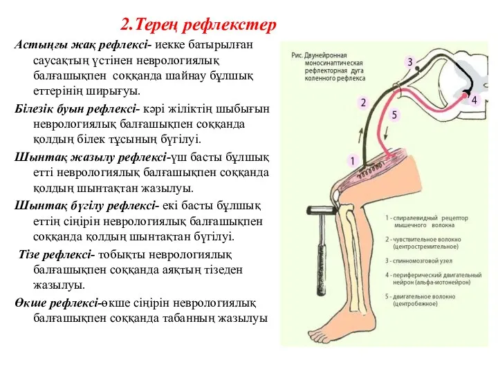 2.Терең рефлекстер Астыңғы жақ рефлексі- иекке батырылған саусақтың үстінен неврологиялық