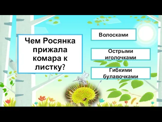 Чем Росянка прижала комара к листку? Гибкими булавочками Острыми иголочками Волосками