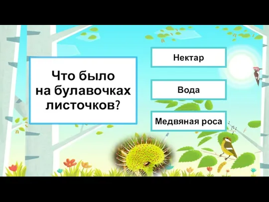 Что было на булавочках листочков? Медвяная роса Вода Нектар