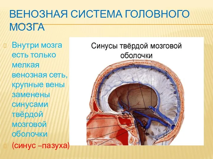 ВЕНОЗНАЯ СИСТЕМА ГОЛОВНОГО МОЗГА Внутри мозга есть только мелкая венозная