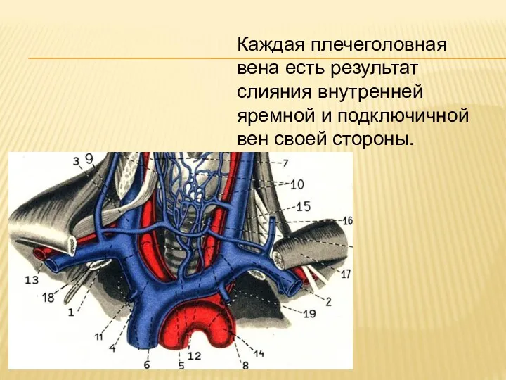 Каждая плечеголовная вена есть результат слияния внутренней яремной и подключичной вен своей стороны.