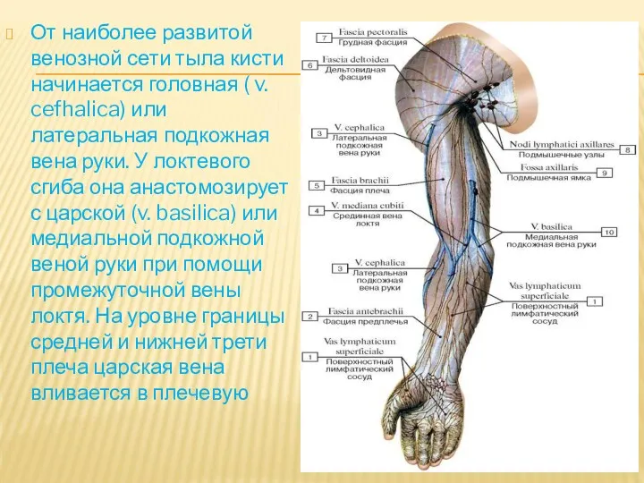 От наиболее развитой венозной сети тыла кисти начинается головная (