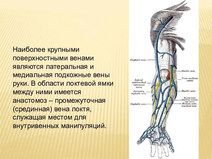 Наиболее крупными поверхностными венами являются латеральная и медиальная подкожные вены