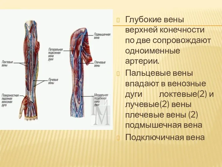 Глубокие вены верхней конечности по две сопровождают одноименные артерии. Пальцевые