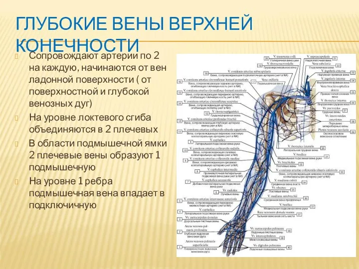 ГЛУБОКИЕ ВЕНЫ ВЕРХНЕЙ КОНЕЧНОСТИ Сопровождают артерии по 2 на каждую,