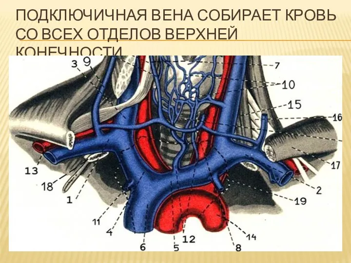 ПОДКЛЮЧИЧНАЯ ВЕНА СОБИРАЕТ КРОВЬ СО ВСЕХ ОТДЕЛОВ ВЕРХНЕЙ КОНЕЧНОСТИ