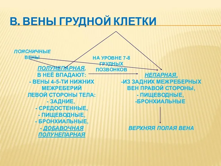 В. ВЕНЫ ГРУДНОЙ КЛЕТКИ ПОЛУНЕПАРНАЯ, В НЕЁ ВПАДАЮТ: - ВЕНЫ