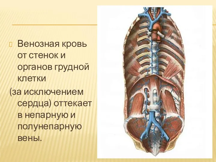 Венозная кровь от стенок и органов грудной клетки (за исключением