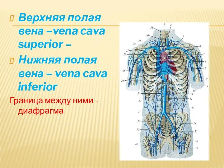 Верхняя полая вена –vena cava superior – Нижняя полая вена