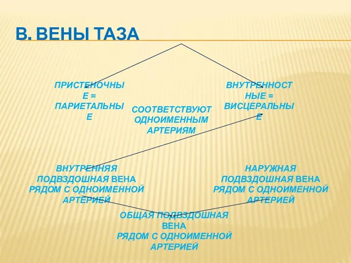 В. ВЕНЫ ТАЗА ПРИСТЕНОЧНЫЕ = ПАРИЕТАЛЬНЫЕ ВНУТРЕННОСТНЫЕ = ВИСЦЕРАЛЬНЫЕ ВНУТРЕННЯЯ