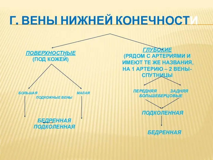 Г. ВЕНЫ НИЖНЕЙ КОНЕЧНОСТИ ПОВЕРХНОСТНЫЕ (ПОД КОЖЕЙ) ГЛУБОКИЕ (РЯДОМ С