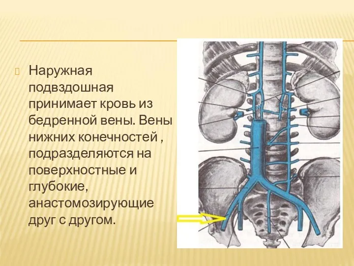 Наружная подвздошная принимает кровь из бедренной вены. Вены нижних конечностей