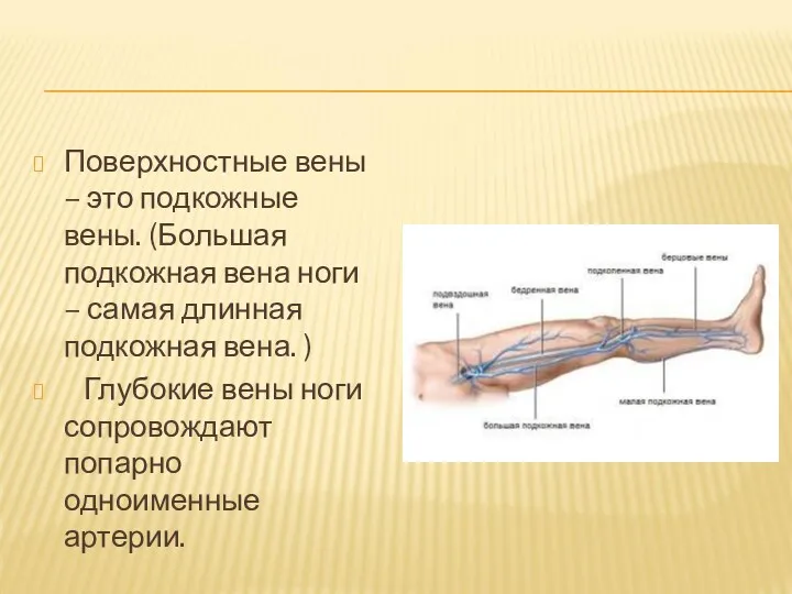 Поверхностные вены – это подкожные вены. (Большая подкожная вена ноги