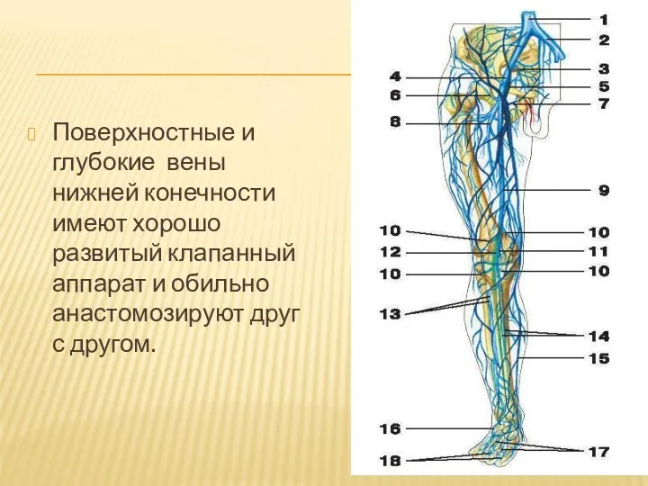 Поверхностные и глубокие вены нижней конечности имеют хорошо развитый клапанный