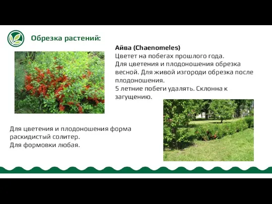 Обрезка растений: Айва (Chaenomeles) Цветет на побегах прошлого года. Для цветения и плодоношения
