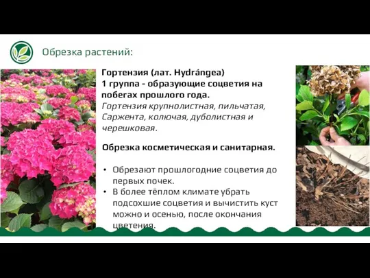 Обрезка растений: Гортензия (лат. Hydrángea) 1 группа - образующие соцветия на побегах прошлого