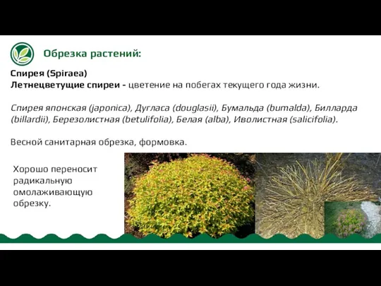 Обрезка растений: Спирея (Spiraea) Летнецветущие спиреи - цветение на побегах текущего года жизни.