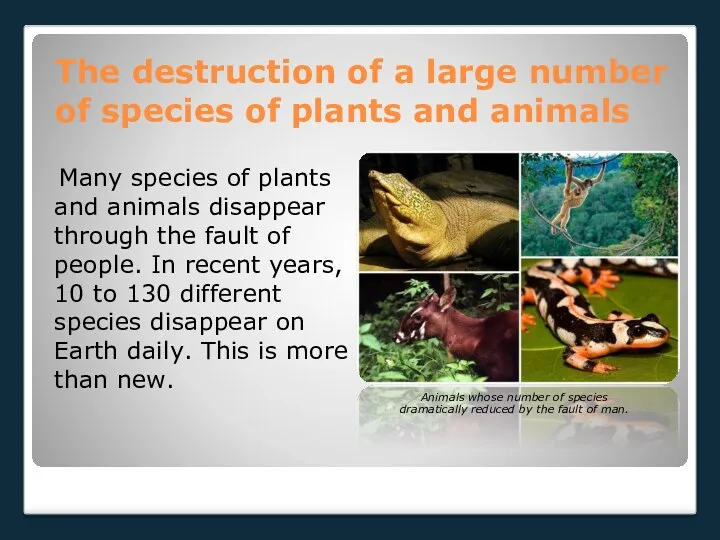 The destruction of a large number of species of plants