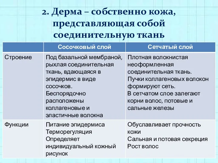 2. Дерма – собственно кожа, представляющая собой соединительную ткань