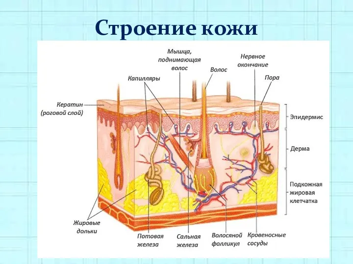 Строение кожи