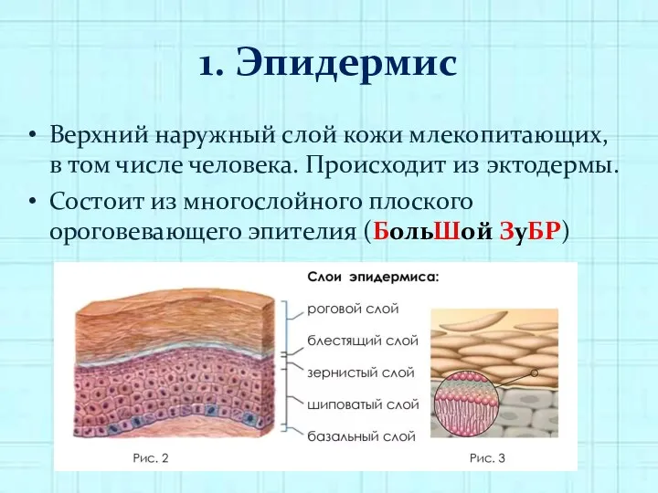 1. Эпидермис Верхний наружный слой кожи млекопитающих, в том числе