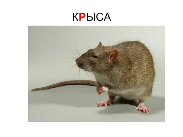 КРЫСА