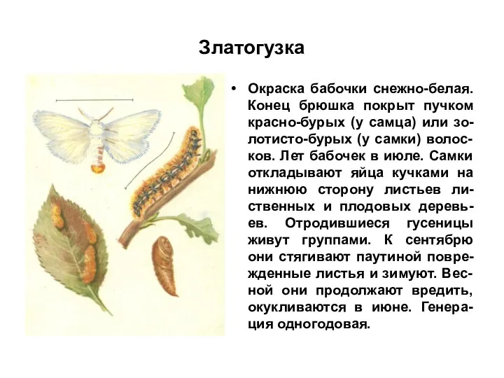 Златогузка Окраска бабочки снежно-белая. Конец брюшка покрыт пучком красно-бурых (у самца) или зо-лотисто-бурых