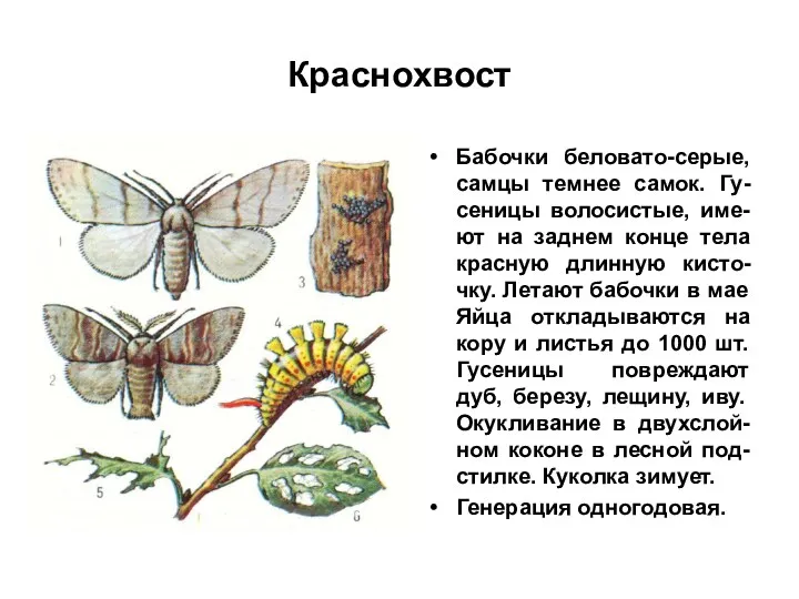 Краснохвост Бабочки беловато-серые, самцы темнее самок. Гу-сеницы волосистые, име-ют на заднем конце тела