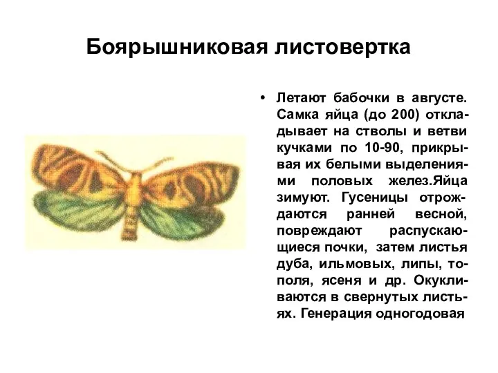Боярышниковая листовертка Летают бабочки в августе. Самка яйца (до 200) откла-дывает на стволы