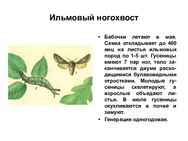 Ильмовый ногохвост Бабочки летают в мае. Самка откладывает до 400 яиц на листья
