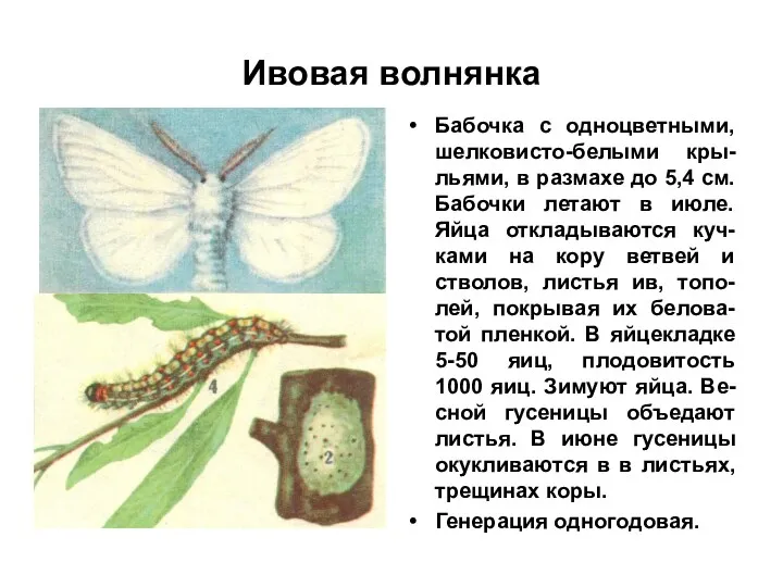 Ивовая волнянка Бабочка с одноцветными, шелковисто-белыми кры-льями, в размахе до 5,4 см. Бабочки