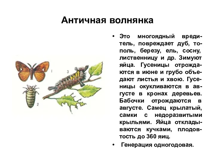 Античная волнянка Это многоядный вреди-тель, повреждает дуб, то-поль, березу, ель,