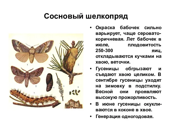 Сосновый шелкопряд Окраска бабочек сильно варьирует, чаще серовато-коричневая. Лет бабочек в июле, плодовитость