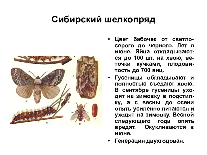Сибирский шелкопряд Цвет бабочек от светло-серого до черного. Лет в июне. Яйца откладывают-ся