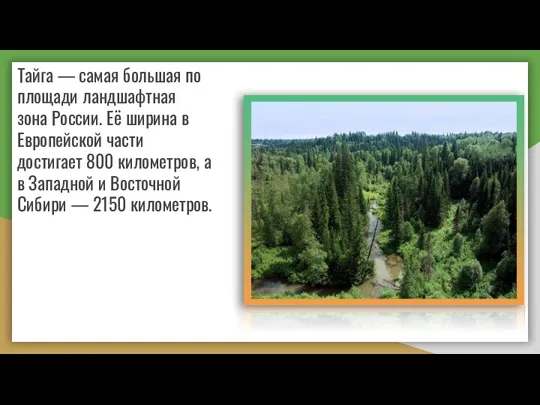 Тайга — самая большая по площади ландшафтная зона России. Её