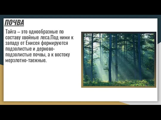 Тайга – это однообразные по составу хвойные леса.Под ними к