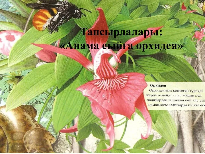 Тапсырлалары: «Анама сыйға орхидея»