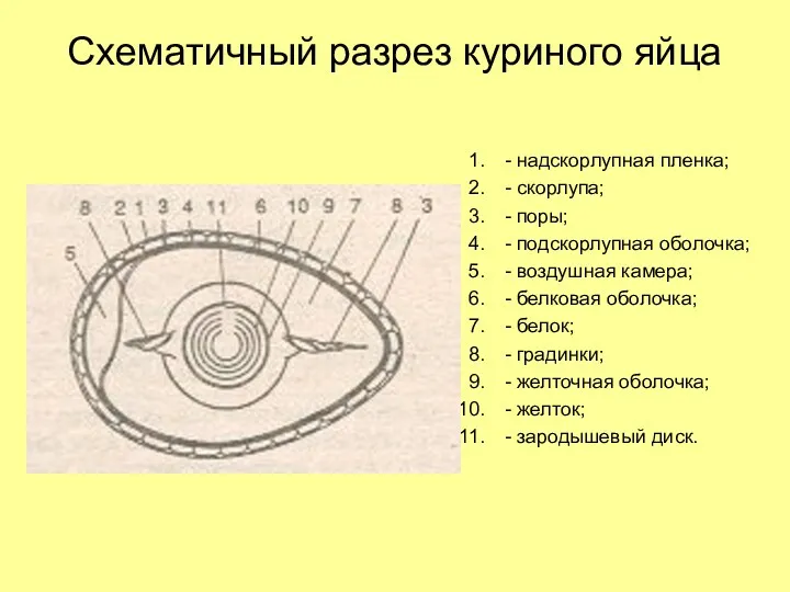 Схематичный разрез куриного яйца - надскорлупная пленка; - скорлупа; -