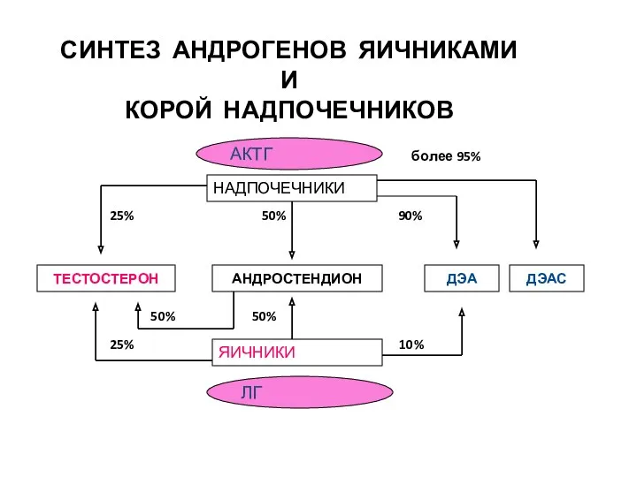 СИНТЕЗ АНДРОГЕНОВ ЯИЧНИКАМИ И КОРОЙ НАДПОЧЕЧНИКОВ более 95% 25% 50%