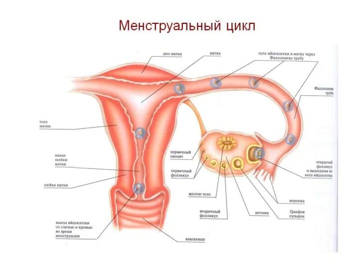 ФОЛЛИКУЛЫ Примордиальный – яйцеклетка, окруженная одним рядом фолликулярного эпителия Первичный