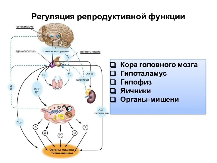 Регуляция репродуктивной функции Кора головного мозга Гипоталамус Гипофиз Яичники Органы-мишени