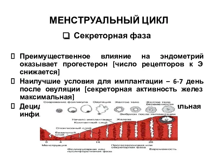 МЕНСТРУАЛЬНЫЙ ЦИКЛ Секреторная фаза Преимущественное влияние на эндометрий оказывает прогестерон