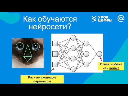 Как обучаются нейросети? Разные входящие параметры Ответ: собака или кошка