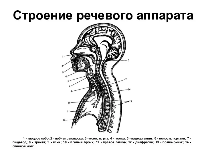 1 - твердое небо; 2 - небная занавеска; 3 -