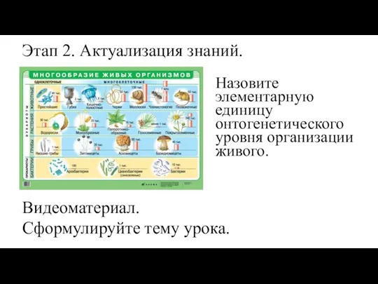 Видеоматериал. Назовите элементарную единицу онтогенетического уровня организации живого. Этап 2. Актуализация знаний. Сформулируйте тему урока.